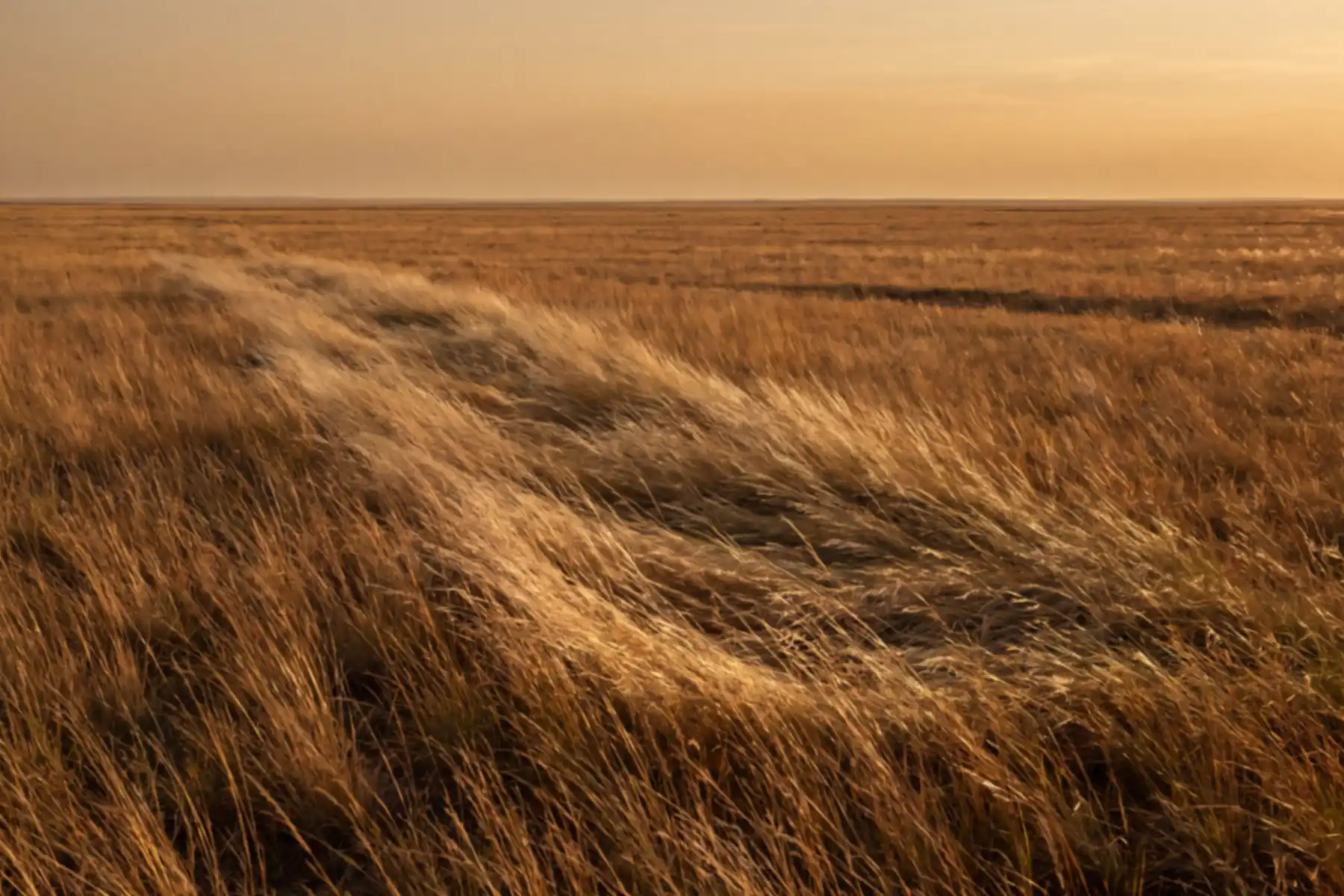 A flat golden grassland stretching to a low horizon, with a wave of wind sweeping across the grass.
