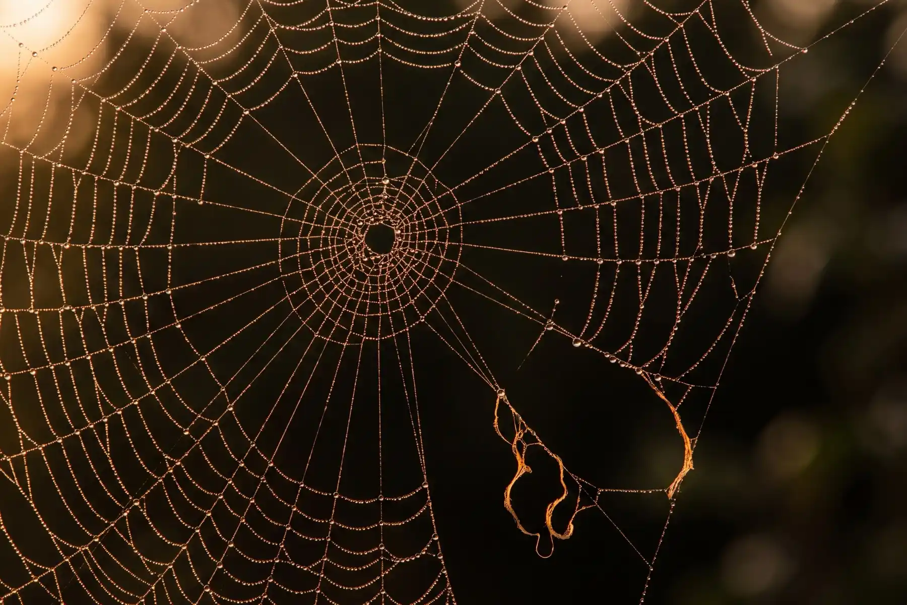 A dew-beaded spider web at dawn, two strands snapped yet the web still holding its shape and center — memory built on several pathways so one failure doesn't bring it down.